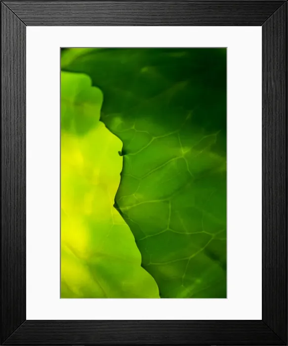 Framed Print : Cabbage detail showing veins. Lit from within Framed Print : Cabbage detail showing veins. Lit from within