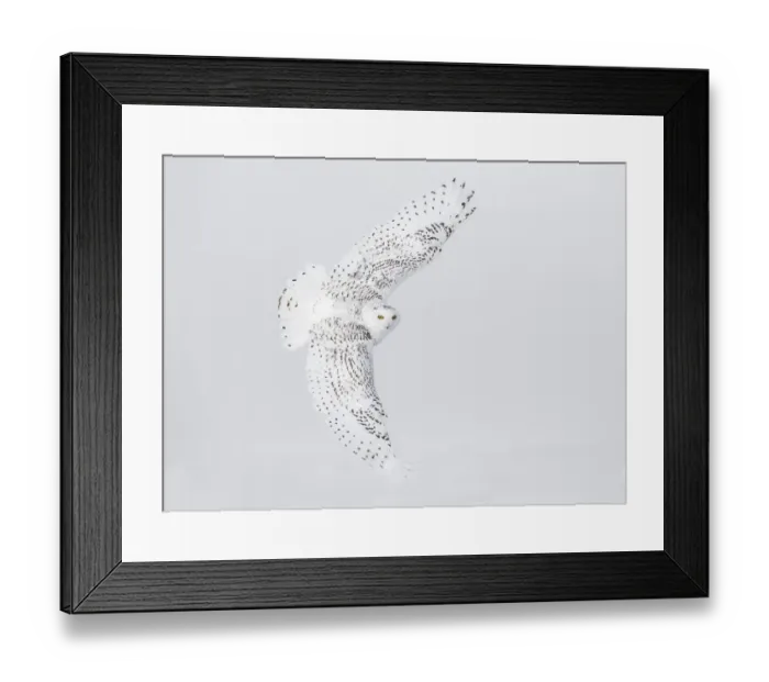 Framed Print : Canada, Ontario. Female snowy owl in flight Framed Print : Canada, Ontario. Female snowy owl in flight