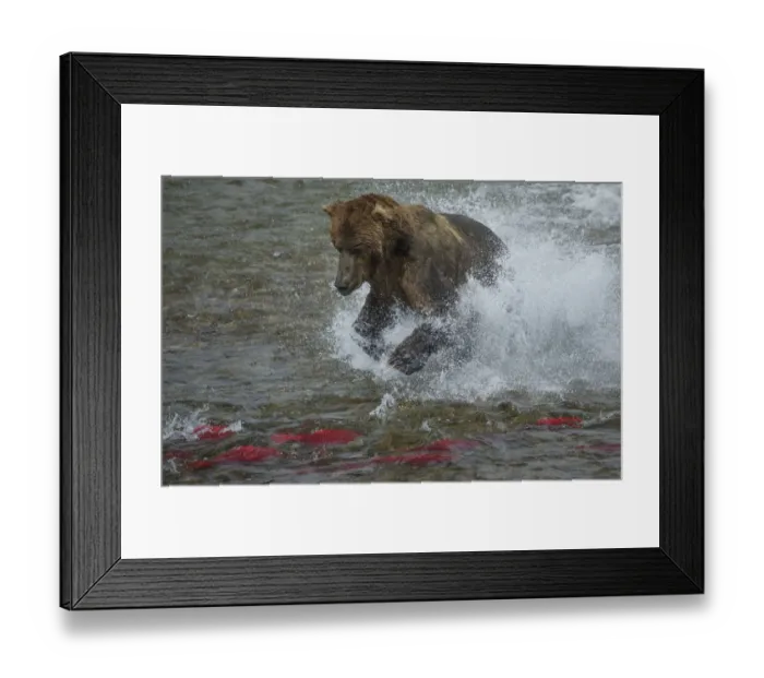 Framed Print : Brown bear fishing, Katmai National Park, Alaska, USA Framed Print : Brown bear fishing, Katmai National Park, Alaska, USA