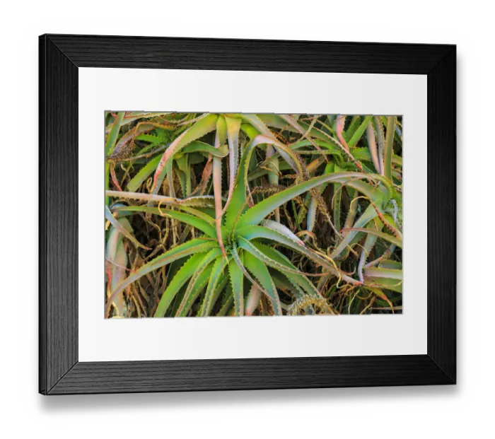 Framed Print : Close-up of aloe plant growing in San Diego, CA