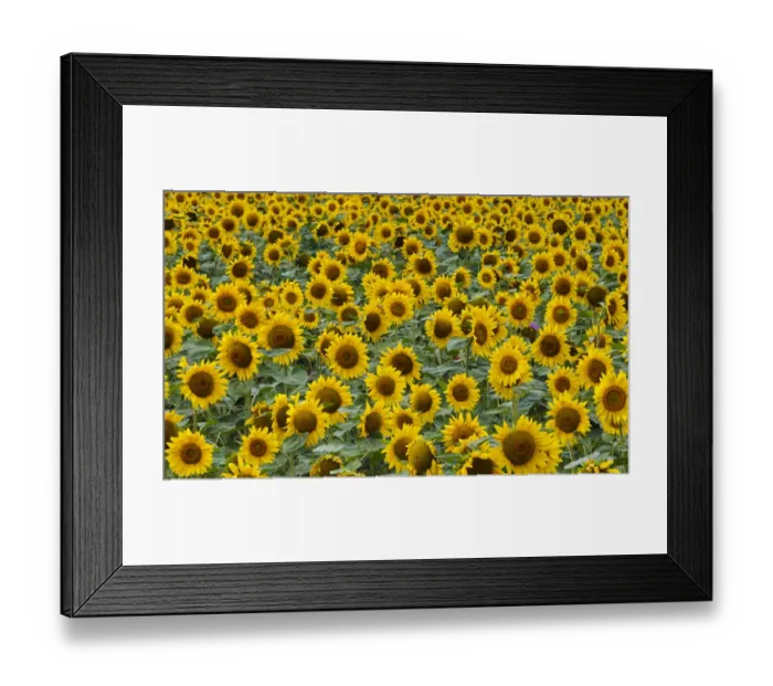 Framed Print : Sunflowers in the flower farm, Furano, Hokkaido Prefecture, Japan Framed Print : Sunflowers in the flower farm, Furano, Hokkaido Prefecture, Japan