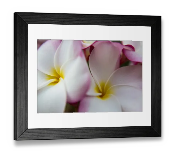 Framed Print : USA; Hawaii; Oahu; Tropical Gardens with close up of a Plumeria flower Framed Print : USA; Hawaii; Oahu; Tropical Gardens with close up of a Plumeria flower