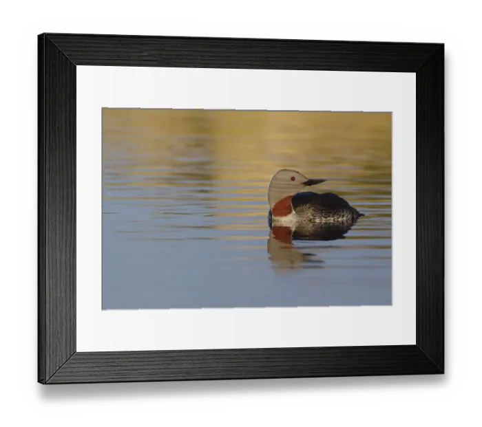 Framed Print : Red-throated Loon Framed Print : Red-throated Loon