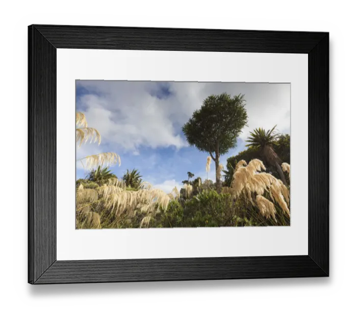Framed Print : New Zealand, North Island, North Egmont, Egmont National Park, landscape