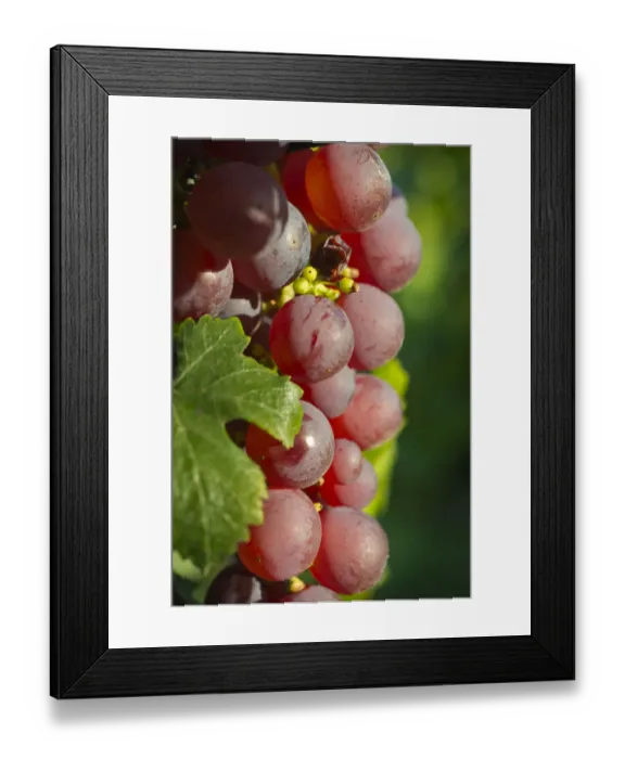 Framed Print : Europe; France; Alsace; Eguisheim. A bunch of Gewurztraminer grapes nearing harvest Framed Print : Europe; France; Alsace; Eguisheim. A bunch of Gewurztraminer grapes nearing harvest