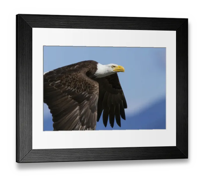 Framed Print : Bald Eagle Flight Framed Print : Bald Eagle Flight