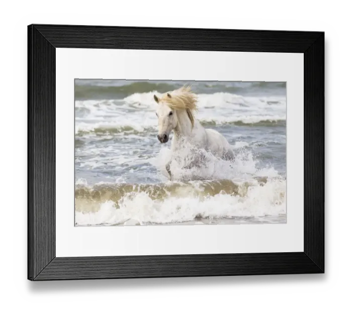 Framed Print : Europe, France, The Camargue, Saintes-Maries-de-la-Mer, Mediterrean Sea, Camargue horse
