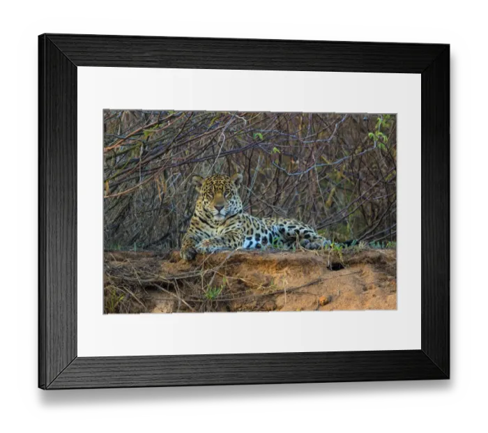 Framed Print : South America. Brazil. A jaguar (Panthera onca), an apex predator, rests along Framed Print : South America. Brazil. A jaguar (Panthera onca), an apex predator, rests along