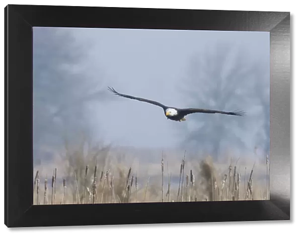 Bald Eagle, Foggy Wetland Marsh