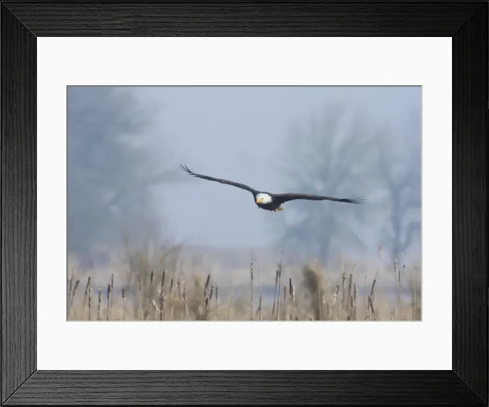 Framed Print : Bald Eagle, Foggy Wetland Marsh Framed Print : Bald Eagle, Foggy Wetland Marsh