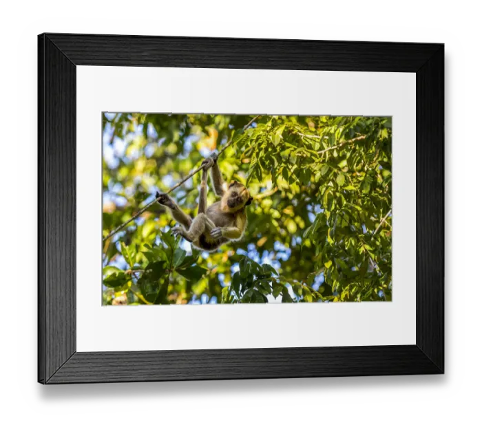 Framed Print : A young Capuchin Monkey hangs with his prehensile tail from a diagonal vine in the Brazilian Pantanal