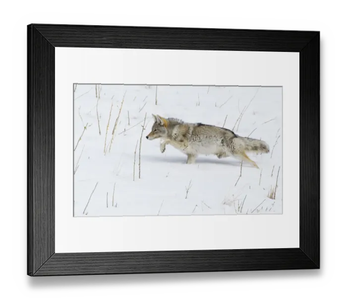 Framed Print : Coyote; Winter Stalking Framed Print : Coyote; Winter Stalking