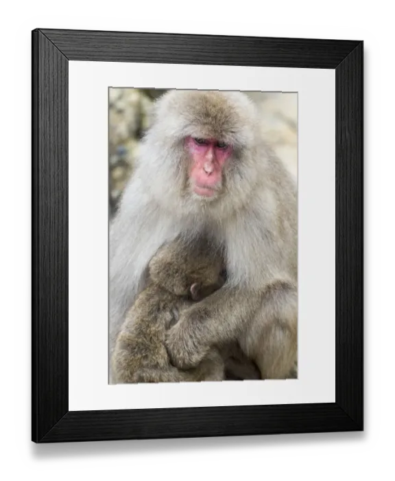 Framed Print : Asia, Japan, Yamanouchi, Jigokudani Monkey Park, Monkey Nursing Her Young Framed Print : Asia, Japan, Yamanouchi, Jigokudani Monkey Park, Monkey Nursing Her Young