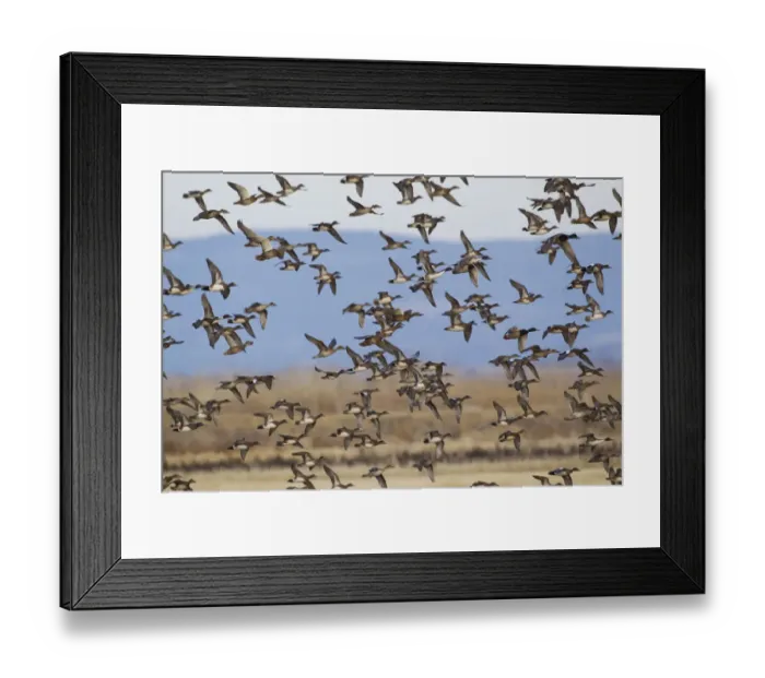 Framed Print : Large Flock of Ducks