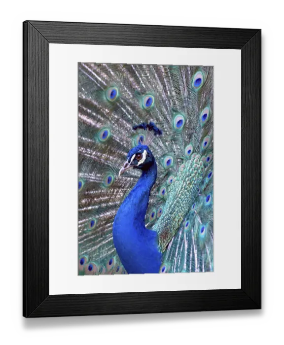 Framed Print : Costa Rica, Central America. Captive. India Blue Peacock displaying