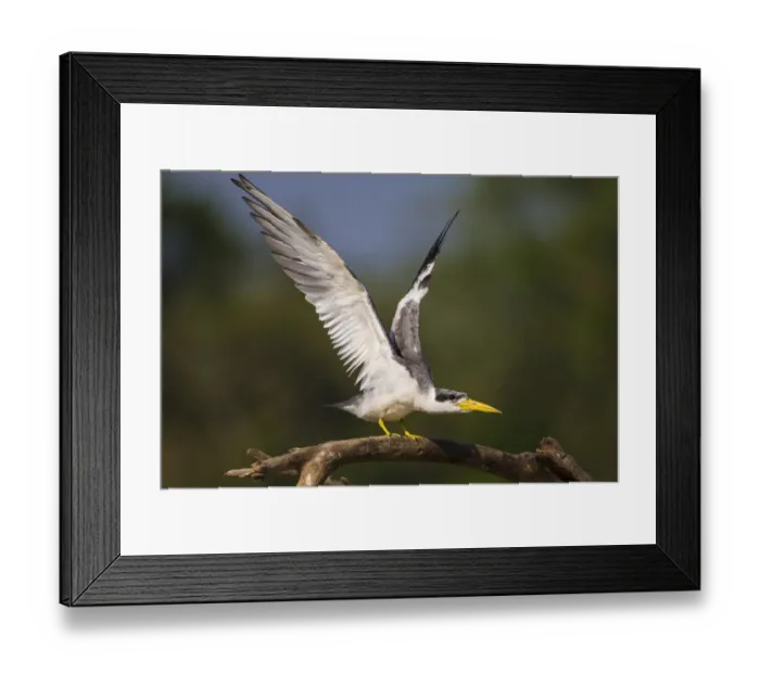 Framed Print : South America. Brazil. A large-billed tern (Phaetusa simplex) perches along the banks Framed Print : South America. Brazil. A large-billed tern (Phaetusa simplex) perches along the banks