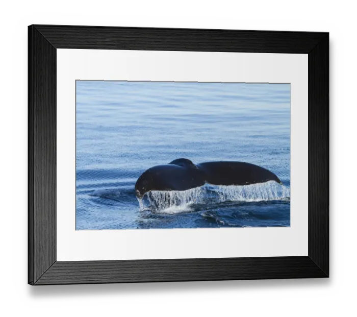 Framed Print : Water flows off a humpback whales tail as it prepares to dive, British Columbia