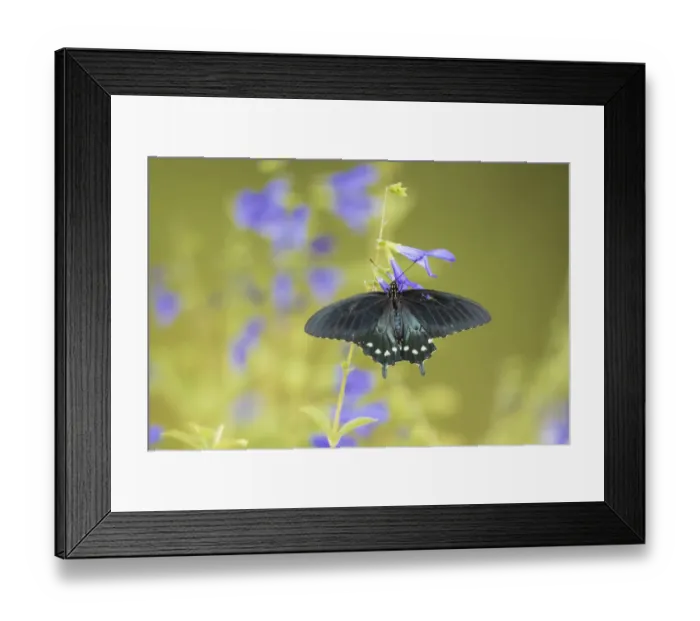 Framed Print : 03004-01511 Pipevine Swallowtail (Battus philenor) on Blue Ensign Salvia (Salvia Framed Print : 03004-01511 Pipevine Swallowtail (Battus philenor) on Blue Ensign Salvia (Salvia