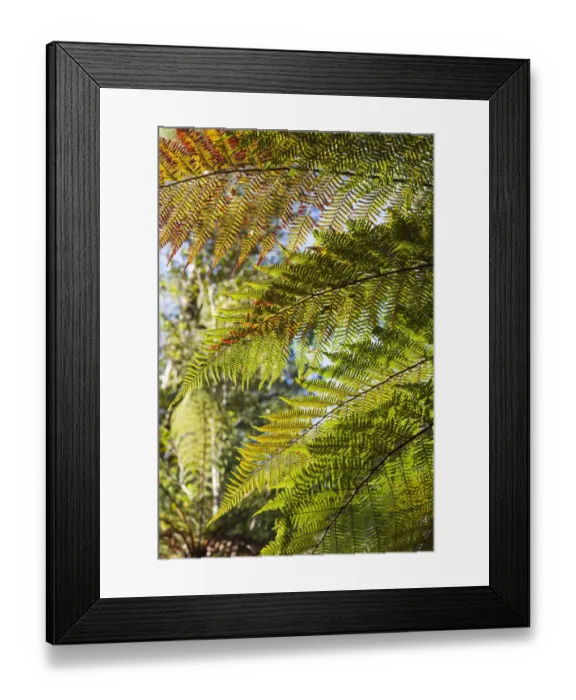 Framed Print : New Zealand, South Island, West Coast, Fox Glacier Village, Lake Matheson, ferns Framed Print : New Zealand, South Island, West Coast, Fox Glacier Village, Lake Matheson, ferns