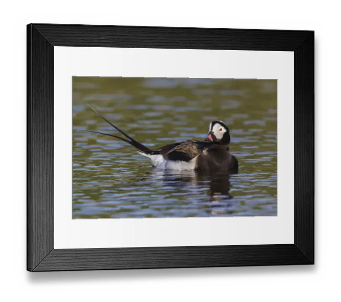 Framed Print : Long-tailed Duck (drake) Framed Print : Long-tailed Duck (drake)