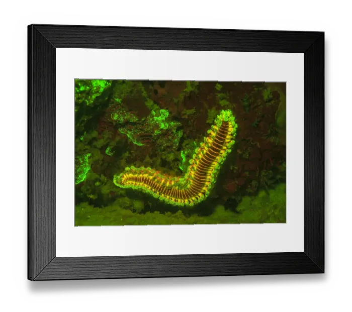 Framed Print : Fire Worm, Night Fluorescing, Bonaire, Caribbean