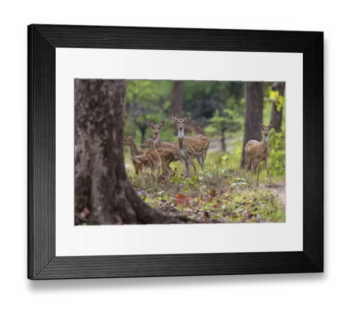 Framed Print : Asia. India. Chital, or spotted deer (Axis axis) at Kanha Tiger Reserve (NP) Framed Print : Asia. India. Chital, or spotted deer (Axis axis) at Kanha Tiger Reserve (NP)