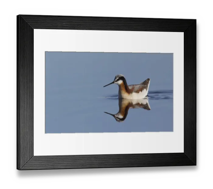 Framed Print : Wilsons Phalarope (female) Framed Print : Wilsons Phalarope (female)