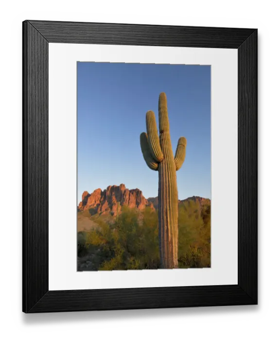 Framed Print : USA, Arizona, Lost Dutchman State Park, Saguaro Cactus (Carnegiea gigantean) in front Framed Print : USA, Arizona, Lost Dutchman State Park, Saguaro Cactus (Carnegiea gigantean) in front