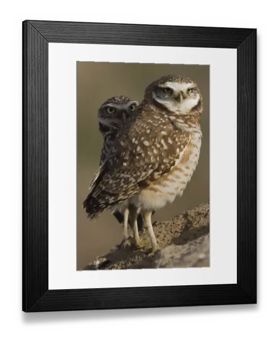 Framed Print : Burrowing Owl Pair