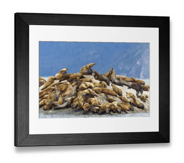 Framed Print : Alaska, Glacier Bay. Stellar sea lions (eumetopias jubatus), hauled out to warm up Framed Print : Alaska, Glacier Bay. Stellar sea lions (eumetopias jubatus), hauled out to warm up