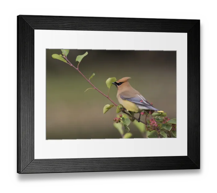 Framed Print : Cedar Waxwing on a blueberry bush