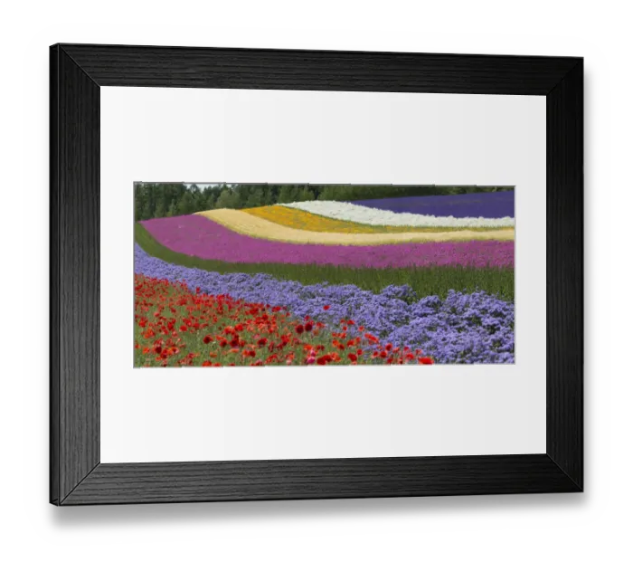 Framed Print : Colorful flowers in the lavender farm, Furano, Hokkaido Prefecture, Japan