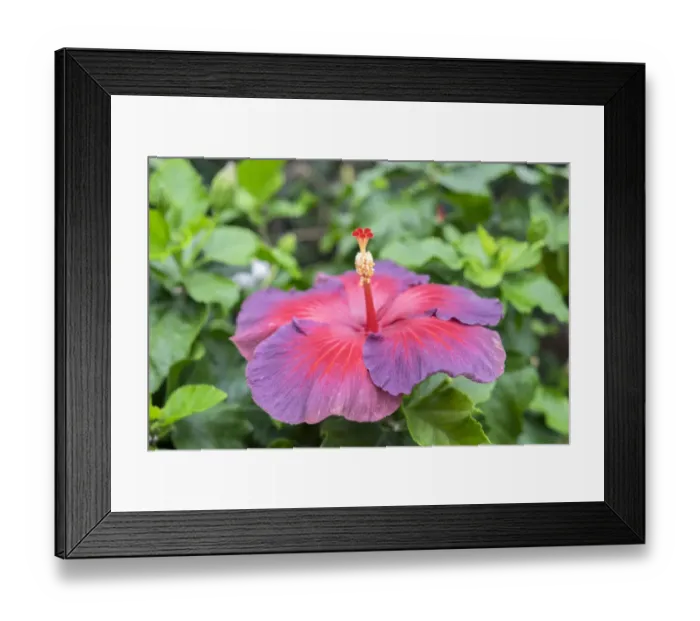 Framed Print : Night Fire, Hibiscus, USA Framed Print : Night Fire, Hibiscus, USA
