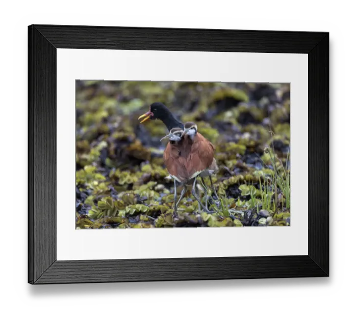 Framed Print : South America, Brazil, The Pantanal, Rio Claro, wattled jacana, Jacana jacana Framed Print : South America, Brazil, The Pantanal, Rio Claro, wattled jacana, Jacana jacana