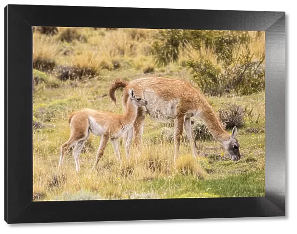 South America, Chile, Patagonia. Adult and baby guanaco