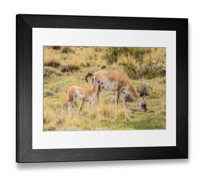 Framed Print : South America, Chile, Patagonia. Adult and baby guanaco Framed Print : South America, Chile, Patagonia. Adult and baby guanaco