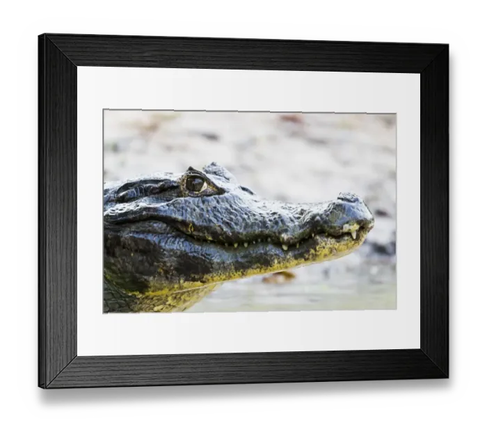 Framed Print : South America, Brazil, The Pantanal, Rio Cuiaba, black caiman, Caiman niger