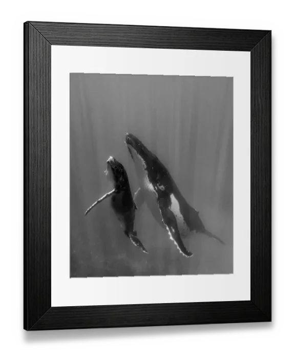Framed Print : Pacific Islands, Kingdom of Tonga. Mother and Calf, Humpback Whales (Megaptera novaeangliae) Framed Print : Pacific Islands, Kingdom of Tonga. Mother and Calf, Humpback Whales (Megaptera novaeangliae)