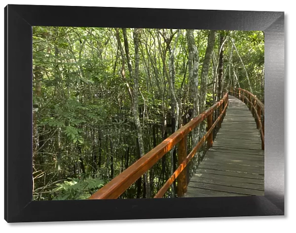 A wooden walkway at a jungle lodge above the Amazon River, Manaus, Brazil