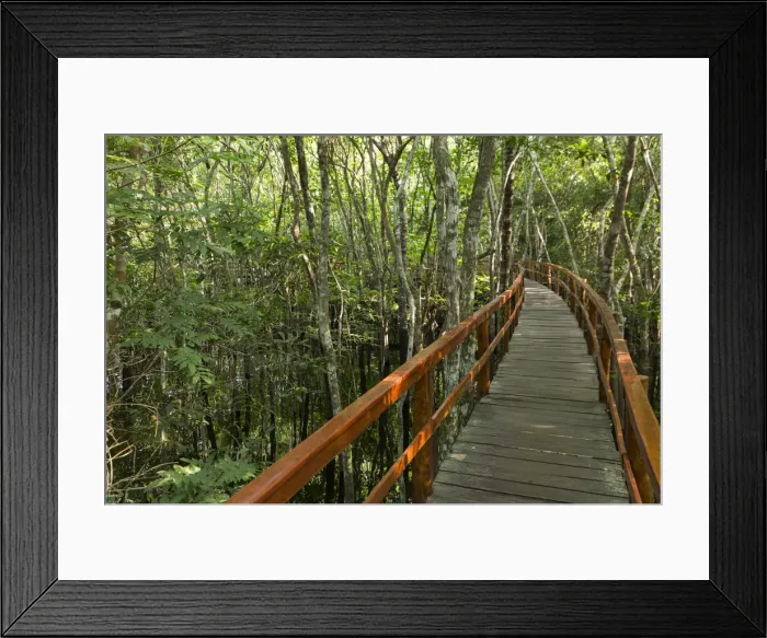 Framed Print : A wooden walkway at a jungle lodge above the Amazon River, Manaus, Brazil