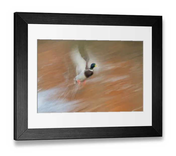 Framed Print : Mallard Drake; taking flight in slow motion Framed Print : Mallard Drake; taking flight in slow motion