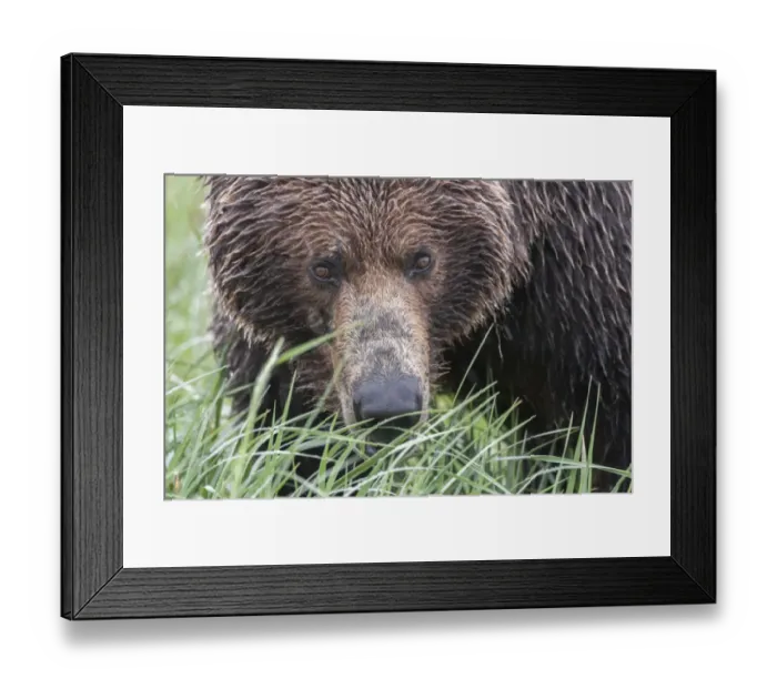 Framed Print : North America, USA, Alaska, Katmai National Park, Hallo Bay. Coastal Brown Bear, Grizzly
