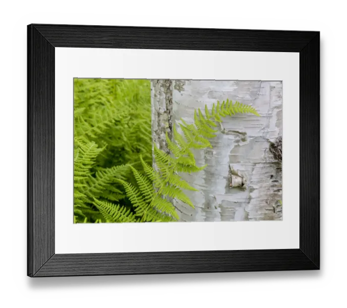 Framed Print : Ferns next to a paper birch tree (Betula papyrifera) in the Reed Plantation in Reed