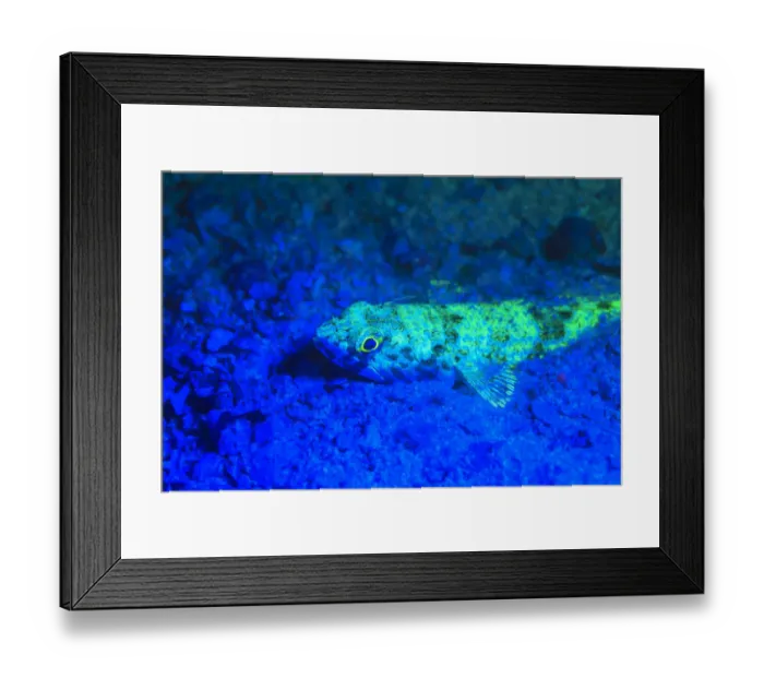 Framed Print : Night dive at Barrier Reef near Saint Georges Caye, Fluorescence emitted at night Framed Print : Night dive at Barrier Reef near Saint Georges Caye, Fluorescence emitted at night