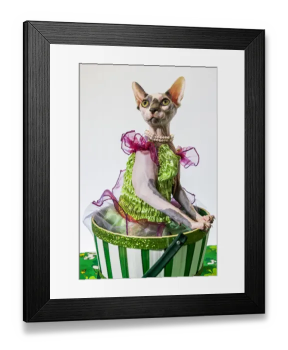 Framed Print : A hairless sphinx cat wearing pearls poses for a portrait (PR) Framed Print : A hairless sphinx cat wearing pearls poses for a portrait (PR)
