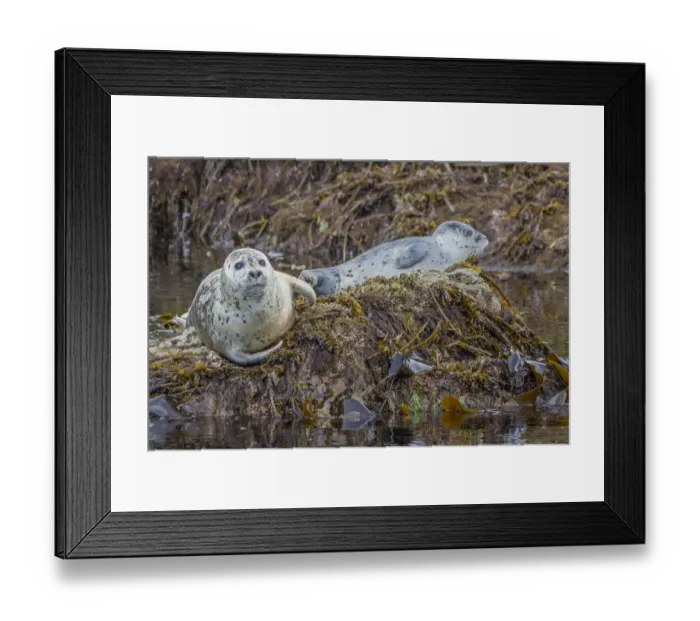 Framed Print : North America, USA, Alaska, Katmai National Park Framed Print : North America, USA, Alaska, Katmai National Park