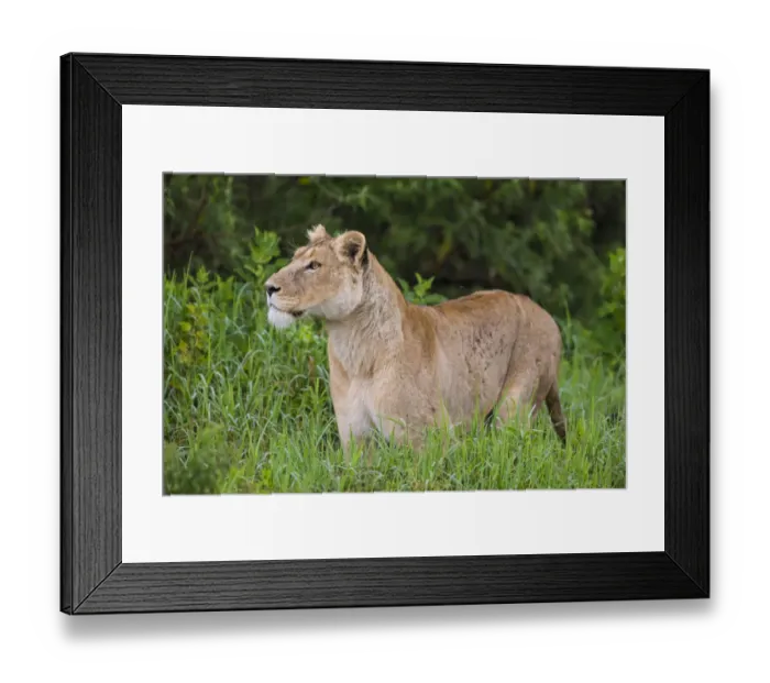 Framed Print : Africa. Tanzania. African lioness (Panthera leo) at Ngorongoro crater in the Ngorongoro