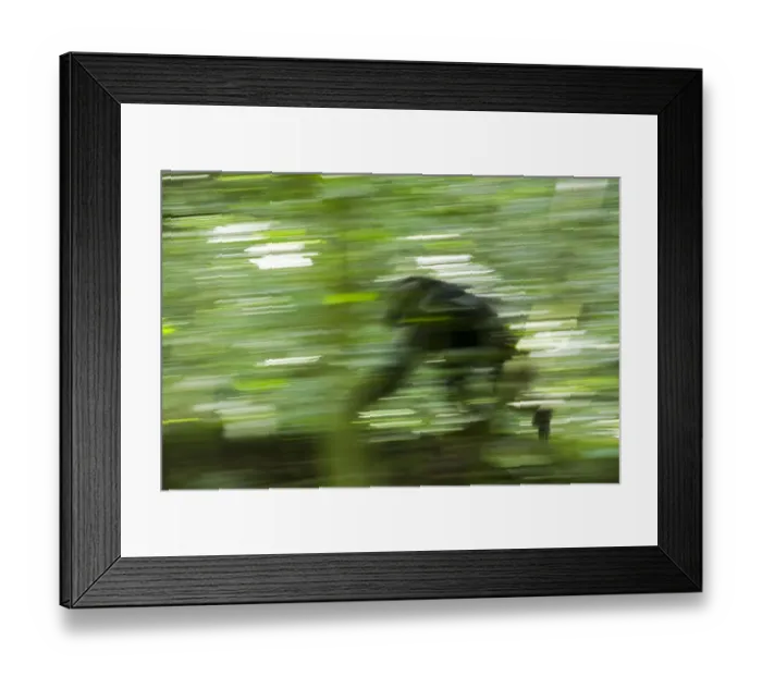 Framed Print : Africa, Uganda, Kibale National Park, Ngogo Chimpanzee Project Framed Print : Africa, Uganda, Kibale National Park, Ngogo Chimpanzee Project