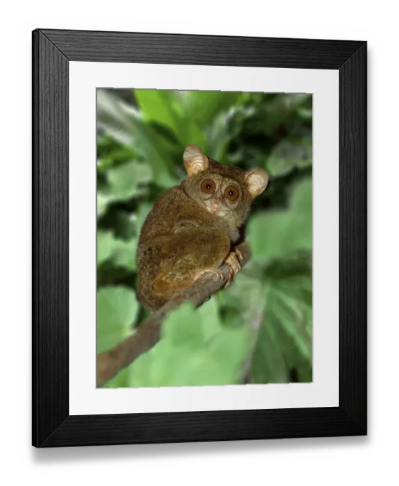 Framed Print : Indonesia, Bali, Sulawesi. Close-up of tarsier on limb. smallest living primate Credit as Framed Print : Indonesia, Bali, Sulawesi. Close-up of tarsier on limb. smallest living primate Credit as