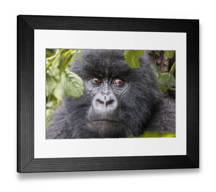 Framed Print : Africa, Rwanda, Musanze District, Volcanoes National Park, Ruhengeri, Kinigi. Gorilla Framed Print : Africa, Rwanda, Musanze District, Volcanoes National Park, Ruhengeri, Kinigi. Gorilla